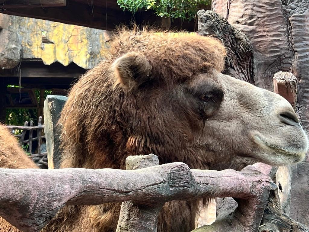 EC8CD5AA-0B9A-4846-81E8-ABE286326ED2_1_105_c-2023-02-05-225427